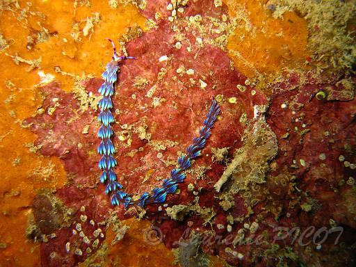 dragon bleu - Ptéraeolidia ianthina 2.JPG - Philippines îles Calamian